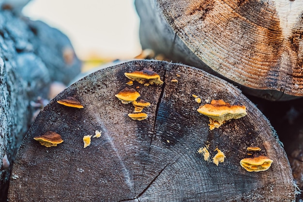 Photo un gros plan de la souche d'un arbre