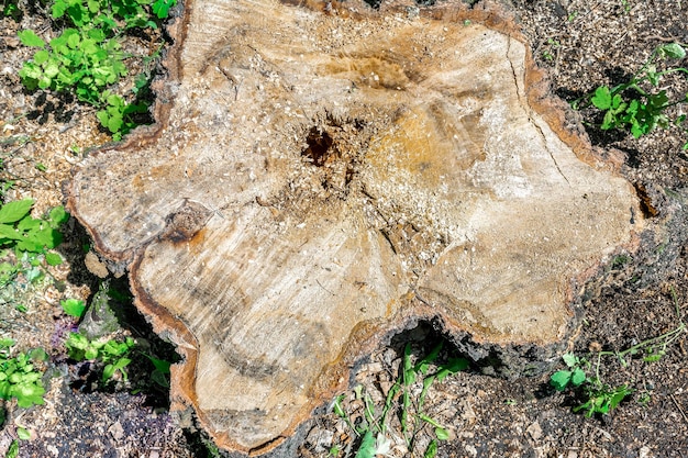 Gros plan de souche de bouleau. Texture et motif du bois scié