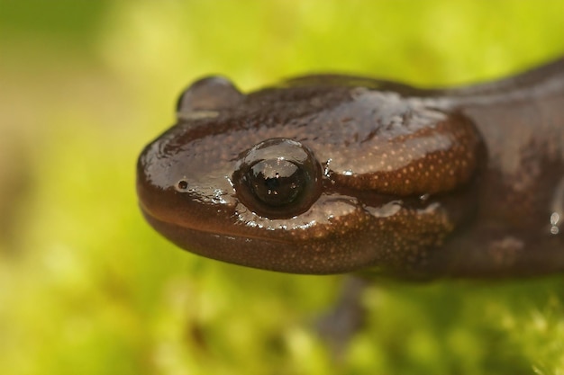 Gros plan sur un sous-adulte , juvénile salamandre taupe brune du Nord-Ouest , Ambystoma gracile de la Pacific Westcoast