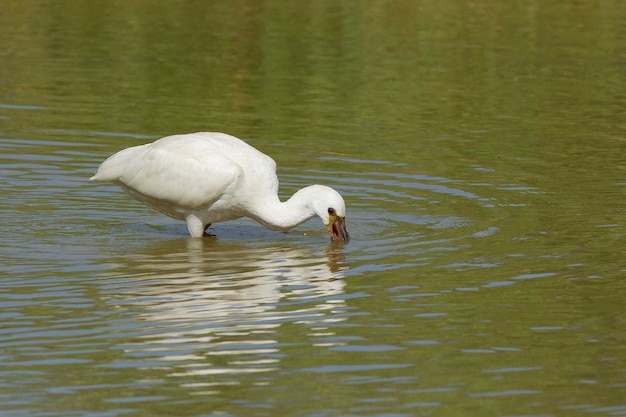 Gros plan d'une spatule dans l'eau