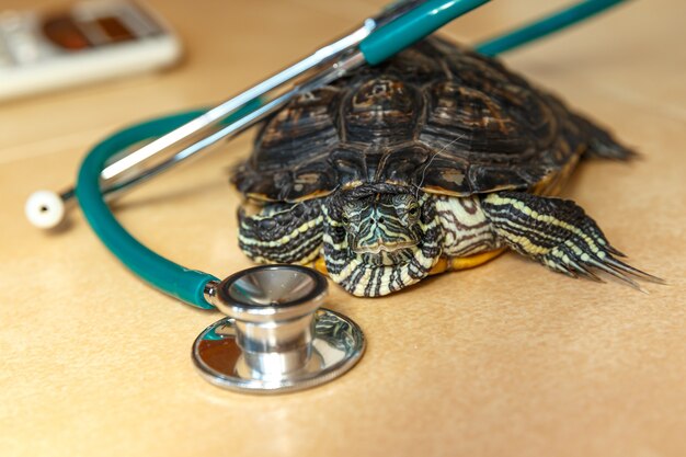 Gros plan sur stéthoscope et tortue redeared