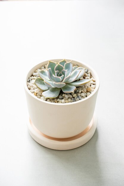 Gros plan Succulent dans un pot en céramique sur une table.