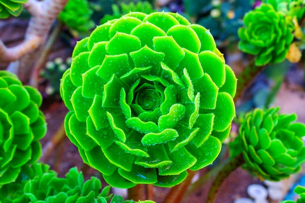 gros plan succulentes plantes vertes cactus echeveria