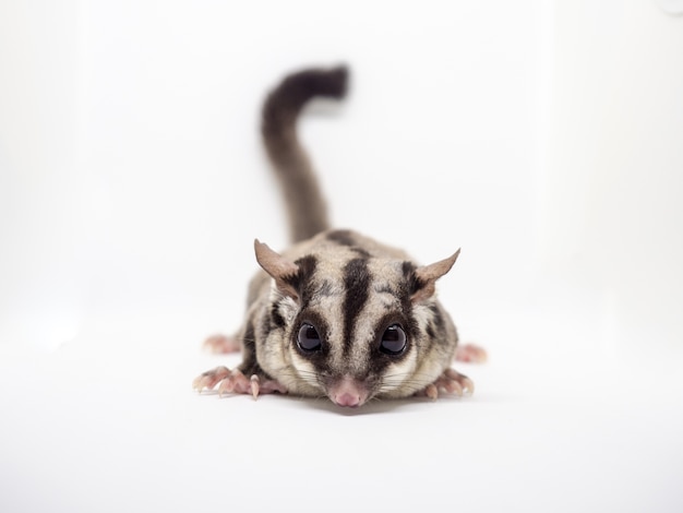 Gros plan de Sugar Glider sur fond blanc.