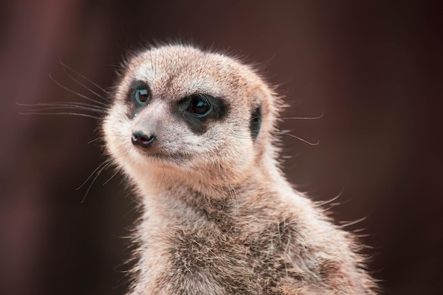 Gros plan d'un suricate sur un arrière-plan flou