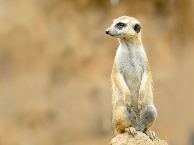 Un gros plan d'une suricate qui détourne son regard sur un rocher