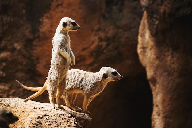 Un gros plan de suricates debout sur un rocher