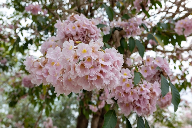 Photo gros plan de tabebuia rosea fleur de trompette rose fleur rose chompoo pantip en fleur de langue thaï avec l'arrière-plan flou arbre de trompette rose à l'université kasetsart kamphaeng saen thaïlande