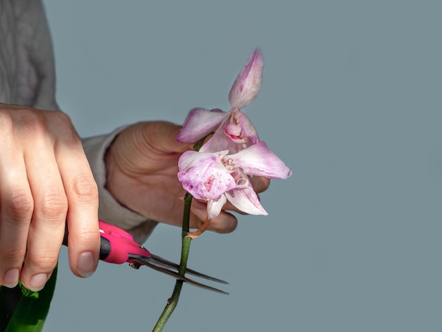 Photo gros plan sur la taille des fleurs d'orchidées endommagées avec des ciseaux jardinage domestique élevage d'orchidées fleur pourpre foncée sèche insectes nuisibles des plantes d'intérieur mort des orchidées fond sombre