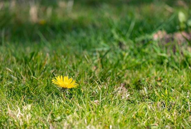 Un gros plan de Taraxacum platycarpum également appelé le pissenlit coréen