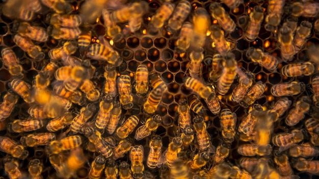 Gros plan d'un tas d'abeilles grouillant sur nid d'abeille en rucher. Vue des abeilles qui travaillent sur les alvéoles dans la ruche. La ruche d'abeilles fait du miel.