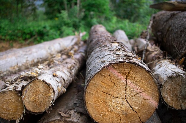 Photo gros plan d'un tas de bois