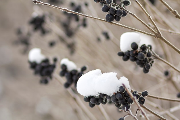 Gros plan de tas congelés séchés de baies bleu foncé vif et mûrs recouverts de neige