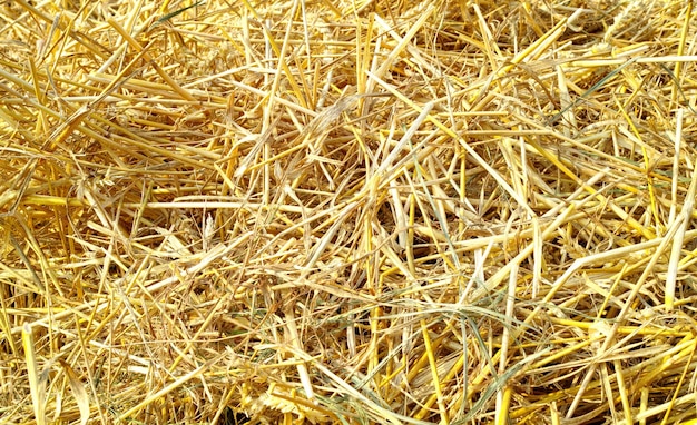 Gros plan d'un tas de foin coupé à sec après la récolte Zoom sur une texture organique rugueuse empilée sur le sol prête à être donnée au bétail Plantes de paille récoltées sur des champs d'agriculture durable