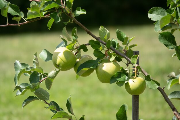 Gros plan d'un tas de pommes rouges bio bio poussant sur les branches d'un pommier dans une orchad