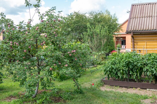 Gros plan d'un tas de pommes rouges bio bio poussant sur les branches d'un pommier dans une orchad