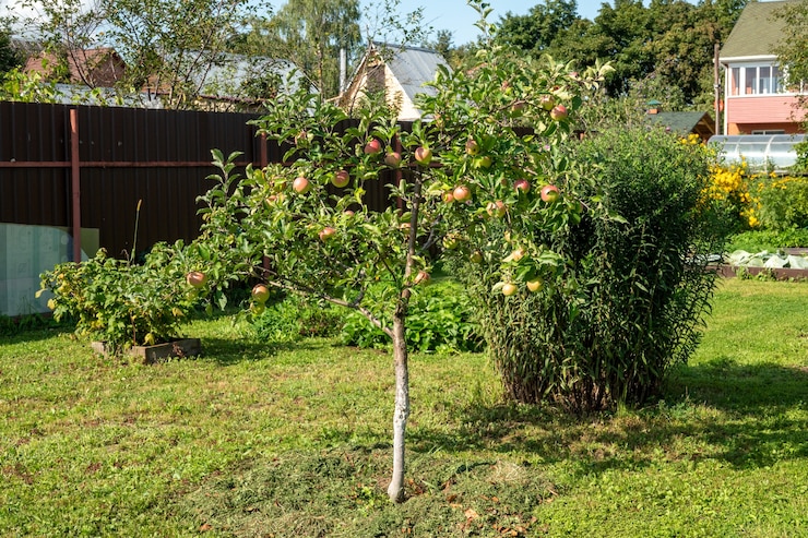 Photo gros plan d'un tas de pommes rouges bio bio poussant sur les branches d'un pommier dans une orchad