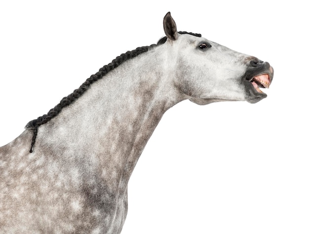 Gros plan d'une tête andalouse de 7 ans faisant un visage étirant son cou également connu sous le nom de cheval espagnol pur ou PRE sur fond blanc