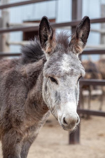 Gros plan de la tête d'un âne à la ferme des animaux Portrait d'un âne gris