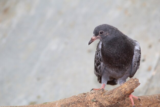 Gros plan, tête, de, beau, vitesse, pigeon, oiseau