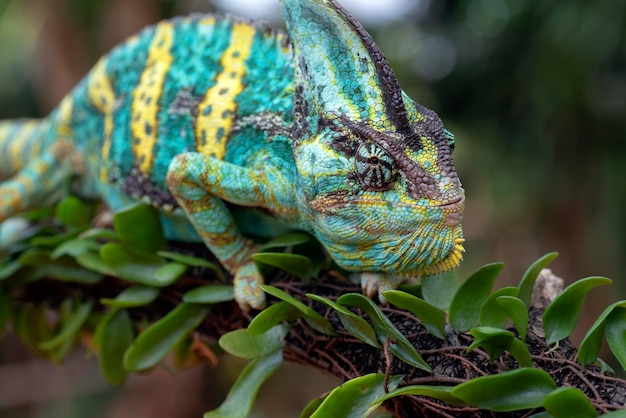 Gros plan de la tête d'un caméléon voilé en colère