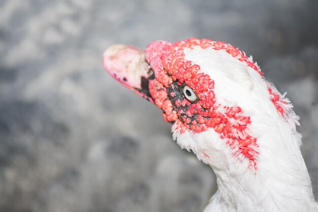 Gros plan d'une tête de canard mudcovy