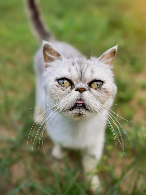 Gros plan sur la tête de chat. Race exotique à poil court