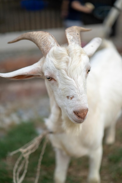 Gros plan sur la tête de chèvre blanche sur le terrain en herbe