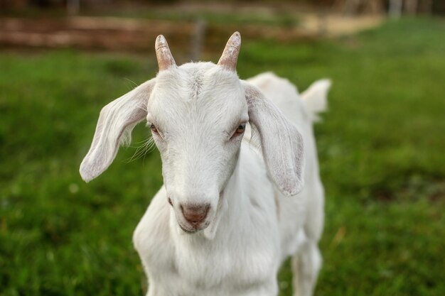 Gros plan - tête de chevreau sur l'herbe verte, regardant droit vers la caméra.