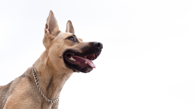 Gros plan d'une tête de chien sur fond blanc Visage drôle d'un chien avec une langue saillante