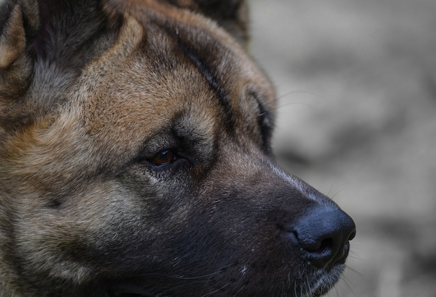 Gros plan de tête de chien