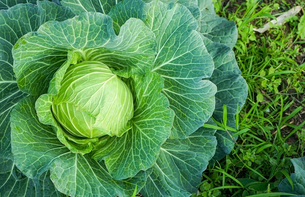 Gros plan de la tête de chou vert dans le jardin avec espace de copie