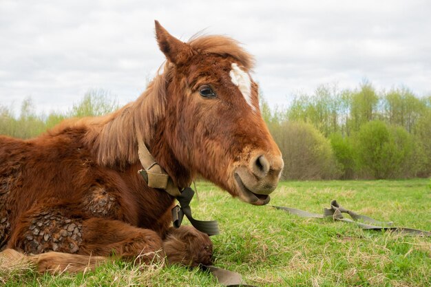 Un gros plan de la tête et de la crinière d'un beau jeune poulain tel qu'il se trouve dans un champ par une belle journée ensoleillée