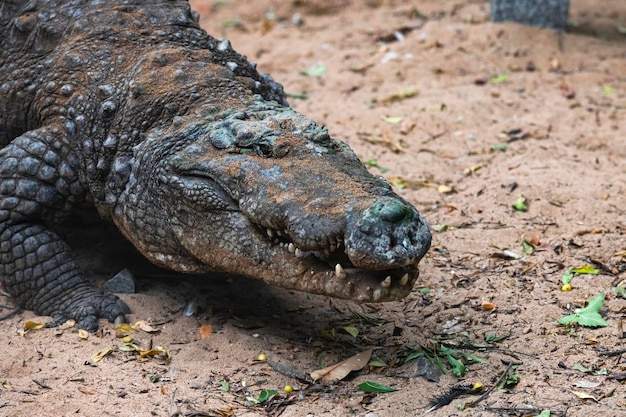 Gros plan de la tête de crocodile tourné pendant qu'il marche