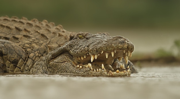 Photo gros plan sur la tête de crocodile