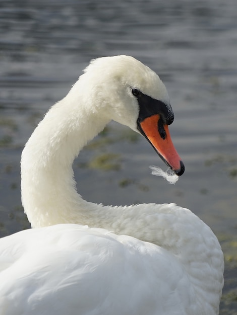 Gros plan sur la tête d'un cygne au bord de la rivière