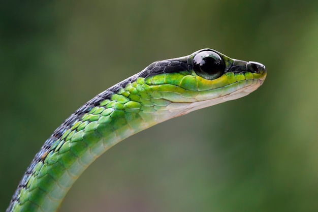 Gros Plan Tête Dendrelaphis Formosus Serpent Dendrelaphis Formosus Serpent Cloesup