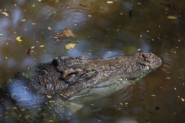 Gros plan sur la tête du crocodile montre la tête dans la rivière