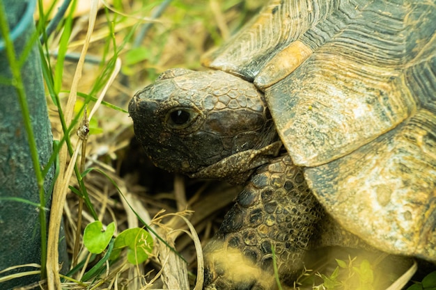 Un gros plan de la tête et du visage d'une tortue