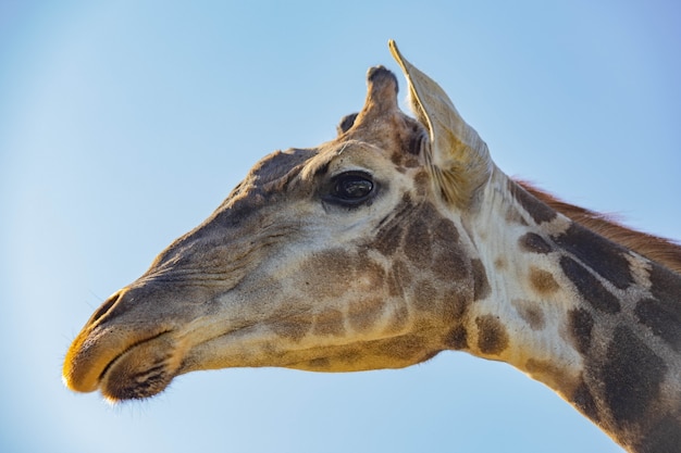 Gros plan de la tête de girafe contre le ciel