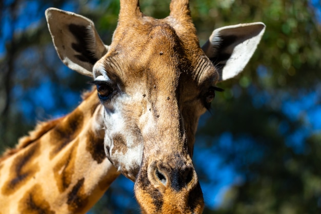 Gros plan d'une tête de girafe