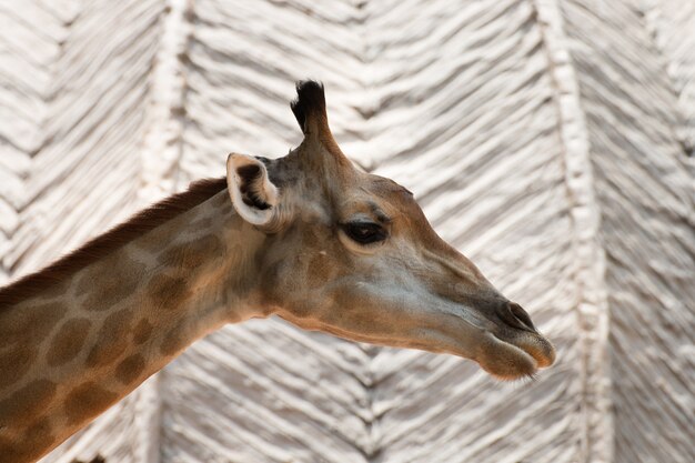 Gros plan, tete girafe