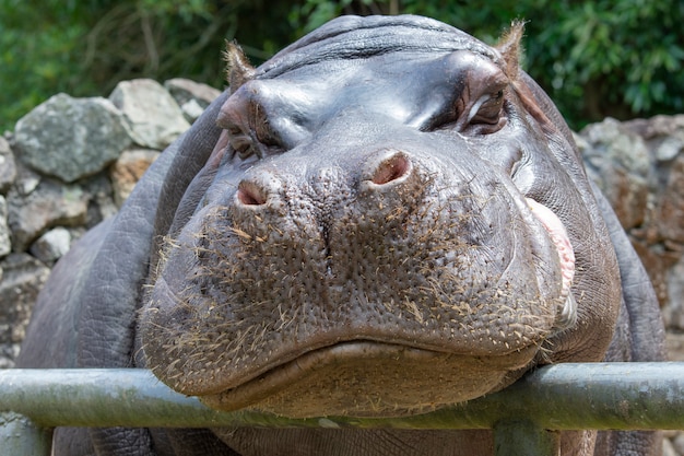 Gros plan de la tête d'un hippopotame souriant dans un zoo.