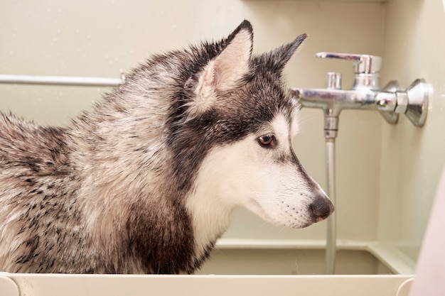 Gros plan de la tête Husky dans la salle de bain de toilettage.