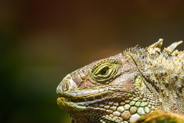 Gros plan de la tête de l'iguane brun avec fond doux