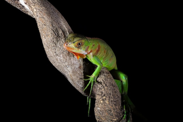 Gros plan de la tête de l'iguane vert Iguane vert vue latérale sur bois gros plan animal