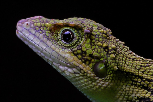 Gros plan tête de lézard Pseudocalotes sur fond noir