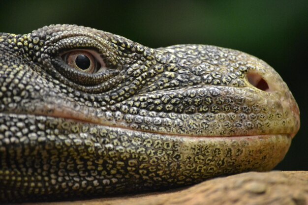 Gros plan sur la tête de lézard