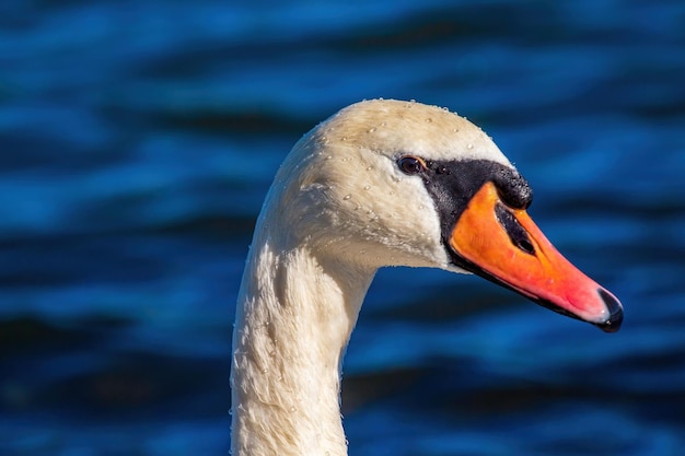 Gros plan de la tête de l'oiseau cygne