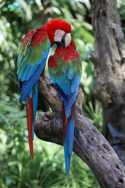 Gros plan sur la tête de l'oiseau perroquet ara rouge dans le jardin de la nature